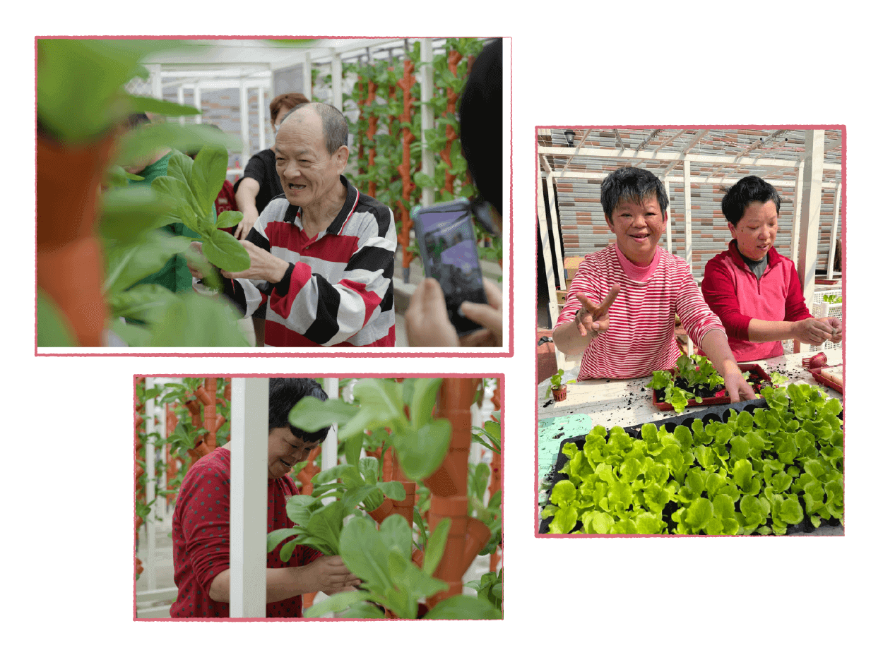 樂活兒們採收蔬菜，體驗園藝課程